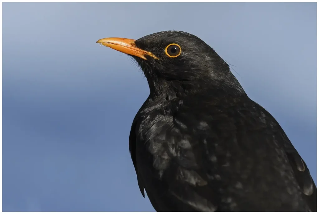 Koltrast - Blackbird - så nära att man ser drygt halva fågeln