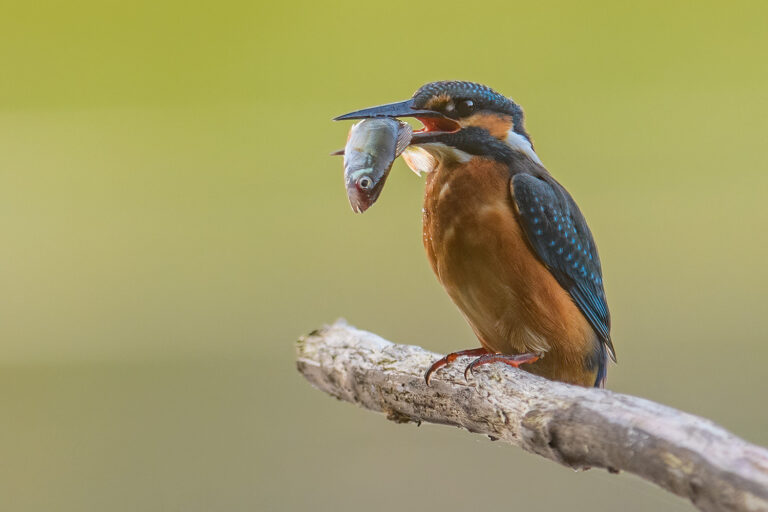 Kungsfiskare - (Kingfisher) med fisk i näbben