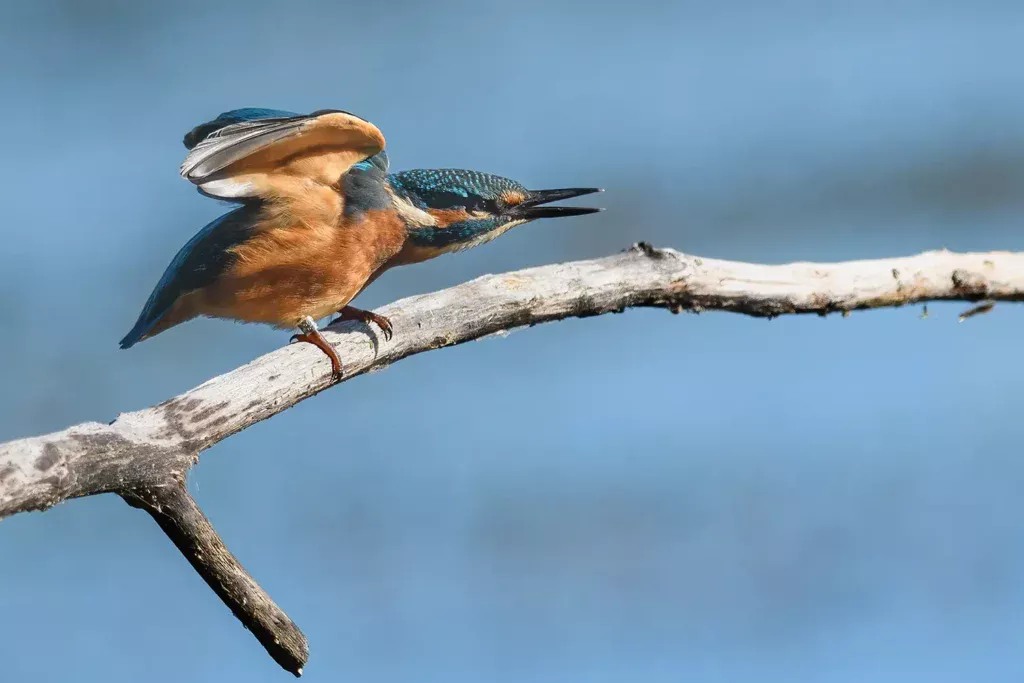 Kungsfiskare - (Kingfisher) sträcker på sig sittande på en torr gran