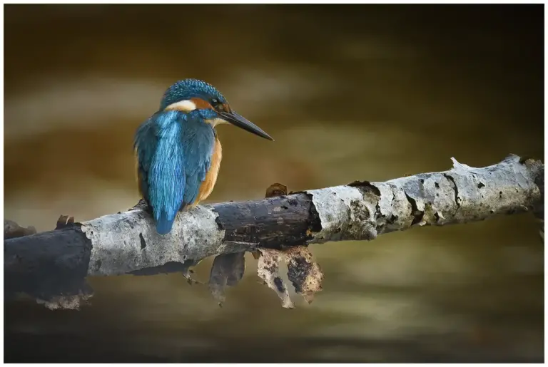 Kungsfiskare - (Kingfisher) sitter på en gammal björk gren i profil