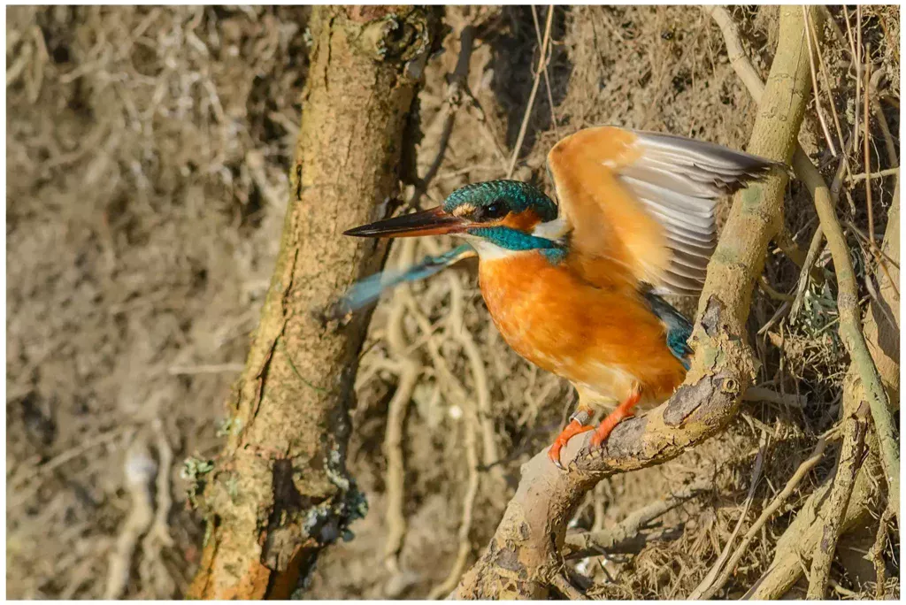 Kungsfiskare - (Kingfisher) ringmärkt individ som sitter på en gren och flaxar med vingarna