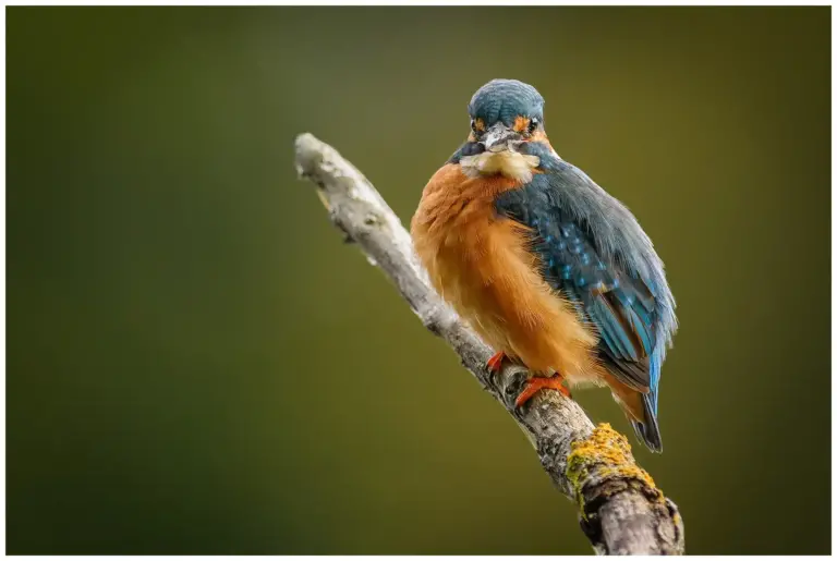 Kungsfiskare - (Kingfisher) tittar in i kameran