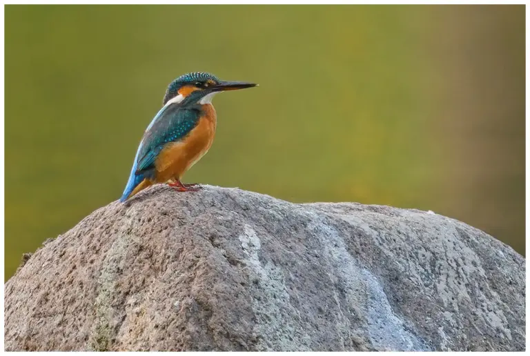 Kungsfiskare - (Kingfisher) sitter på en sten i profil