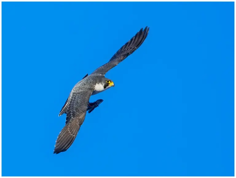 Pilgrimsfalk - (Peregrine Falcon) - adult