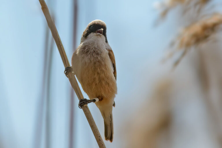 Pungmes - (Eurasian Penduline Tit)