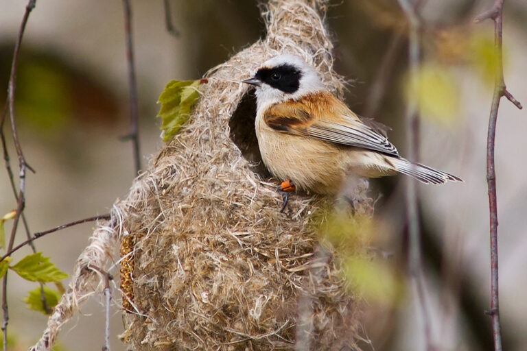 Pungmes - (Eurasian Penduline Tit) - vid sitt bo