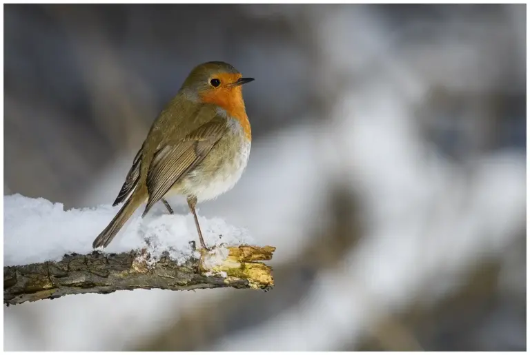 Rödhake - (European Robin) - på en torr gren med snö på