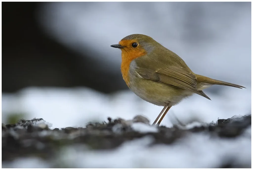 Rödhake - (European Robin) - i snö