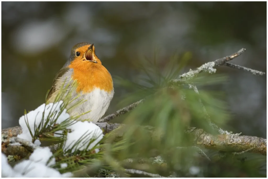Rödhake - (European Robin) - sjunger i en tall med snö