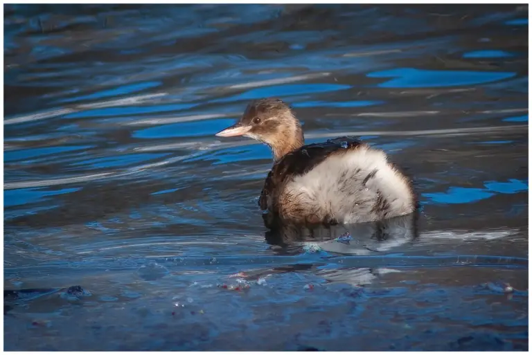 Smådopping - (Little Grebe)