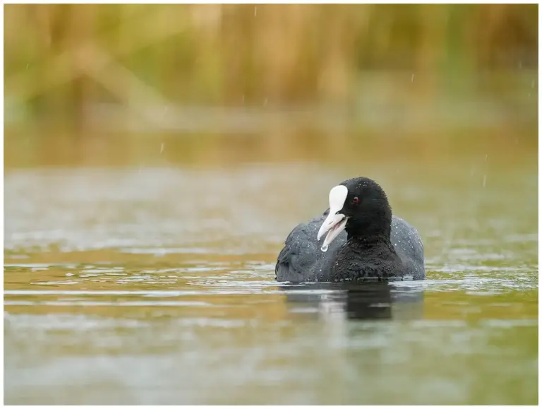 Sothöna - Eurasian Coot