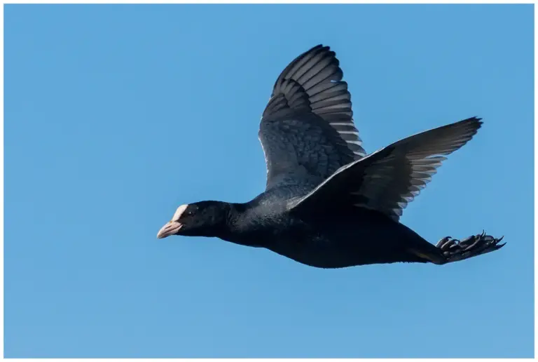 Sothöna - (Eurasian Coot) flygande