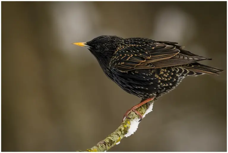 stare - (common starling)