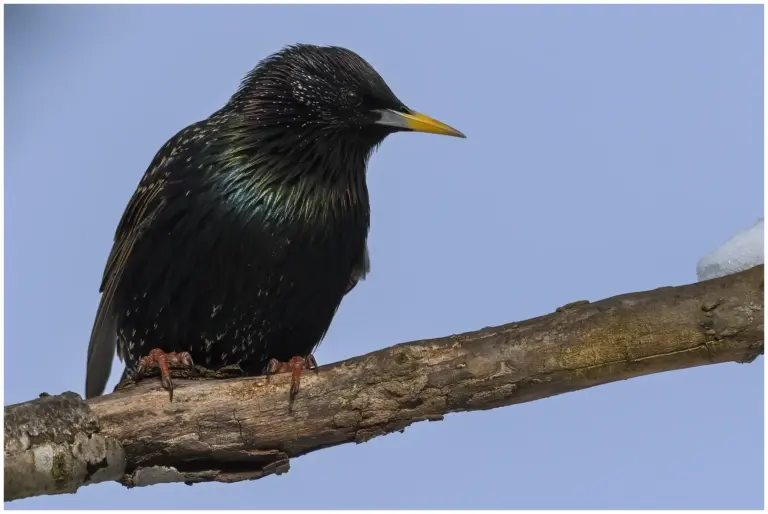 stare - (common starling)