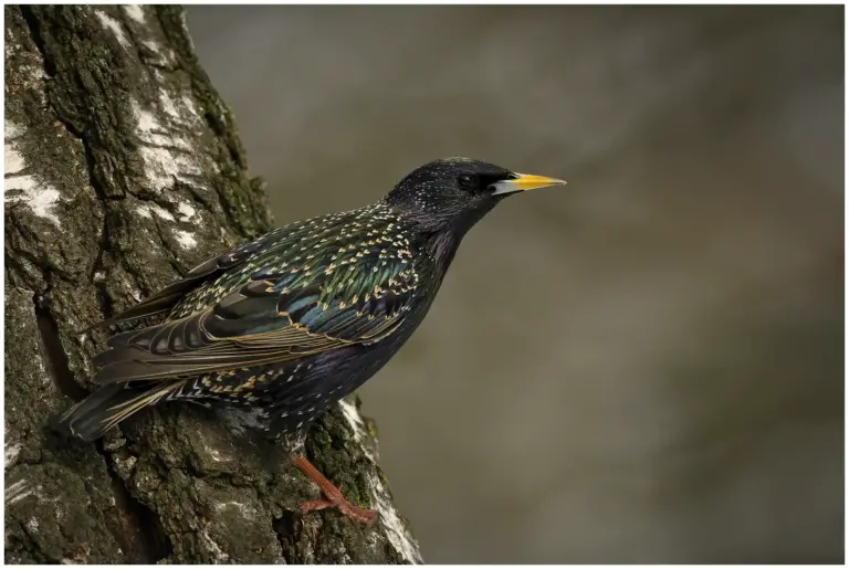 stare - (common starling) - på ett träd