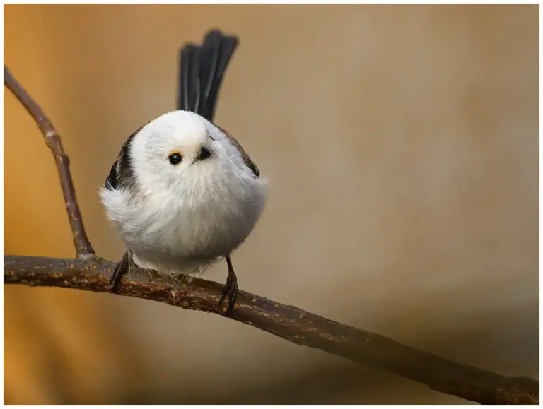 Stjärtmes - (Long-tailed Tit)