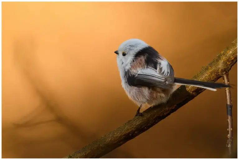 Stjärtmes - (Long-tailed Tit) - med orange bakgrund