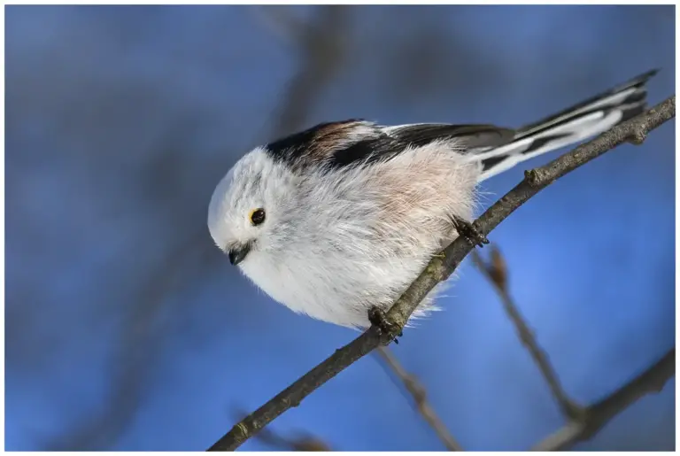 Stjärtmes - (Long-tailed Tit) - sittande på en gren