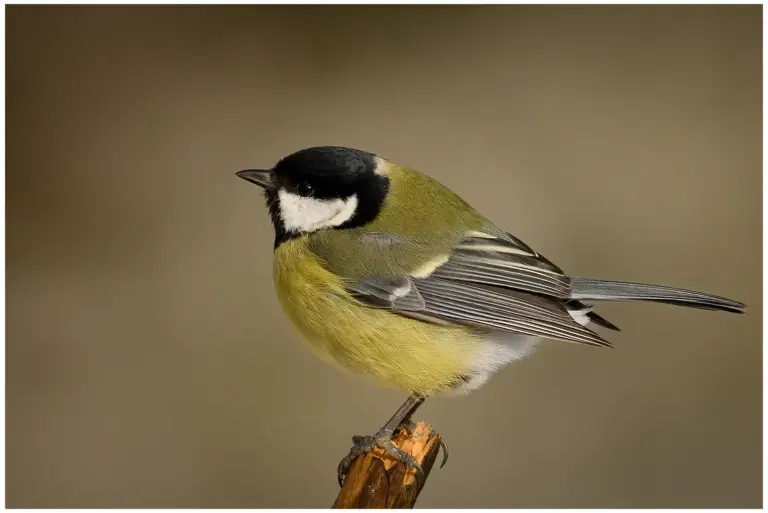 Talgoxe - (Great Tit)