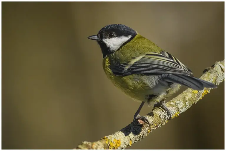 Talgoxe - (Great Tit)