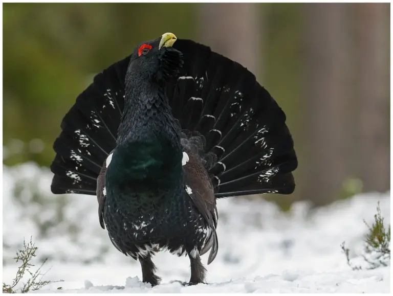 Tjäder - (Western Capercaillie) - en tupp framifrån i snö