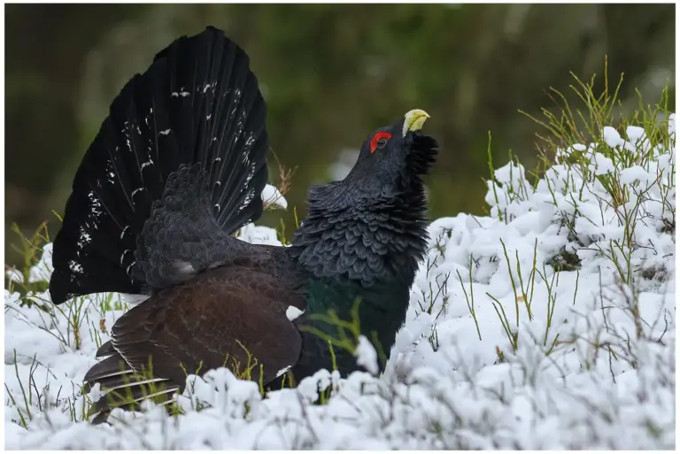 Tjäder - (Western Capercaillie) - spelande tupp