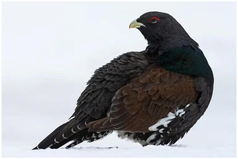 Tjäder - (Western Capercaillie)