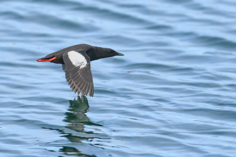 Tobisgrissla - (Black Guillemot) - flyger tätt över vattnet