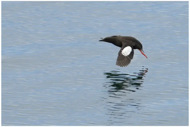 Tobisgrissla - (Black Guillemot)