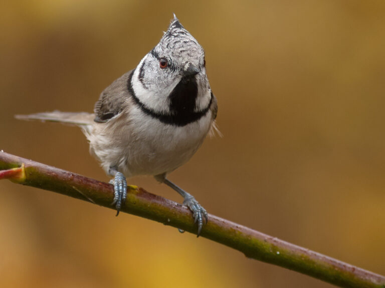 Tofsmes - (Crested Tit)