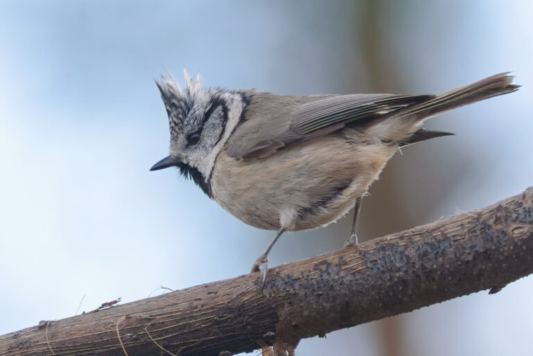 Tofsmes - (Crested Tit)