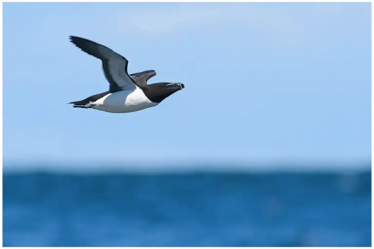 Tordmule - (Razorbill) - som flyger över vatten