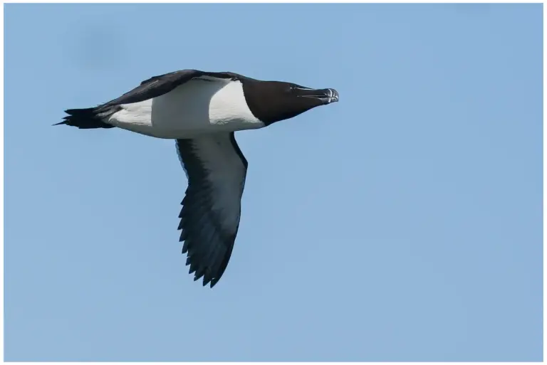 Tordmule - (Razorbill)