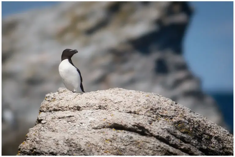 Tordmule - (Razorbill)