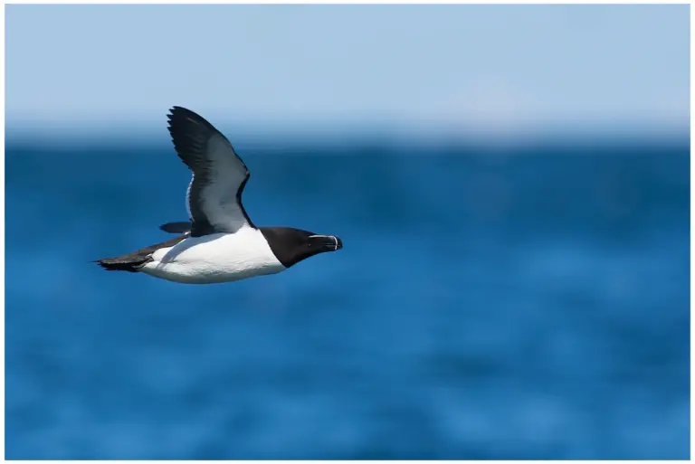 Tordmule - (Razorbill)