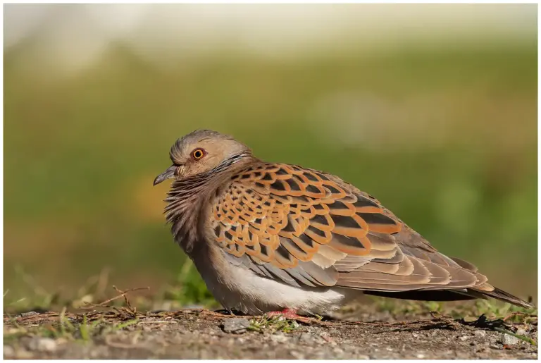 Turturduva - (European Turtle Dove)