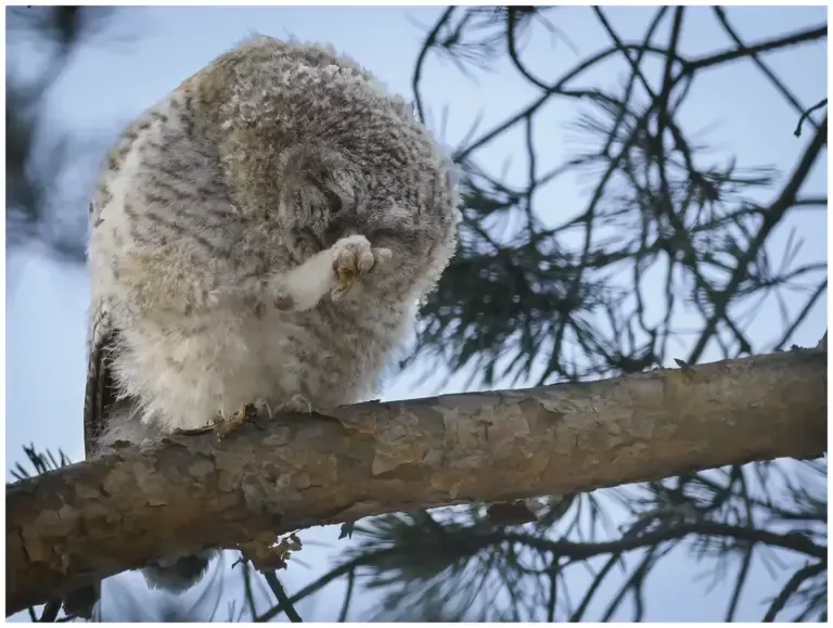 Kattuggla - (Tawny Owl) - ungfågel
