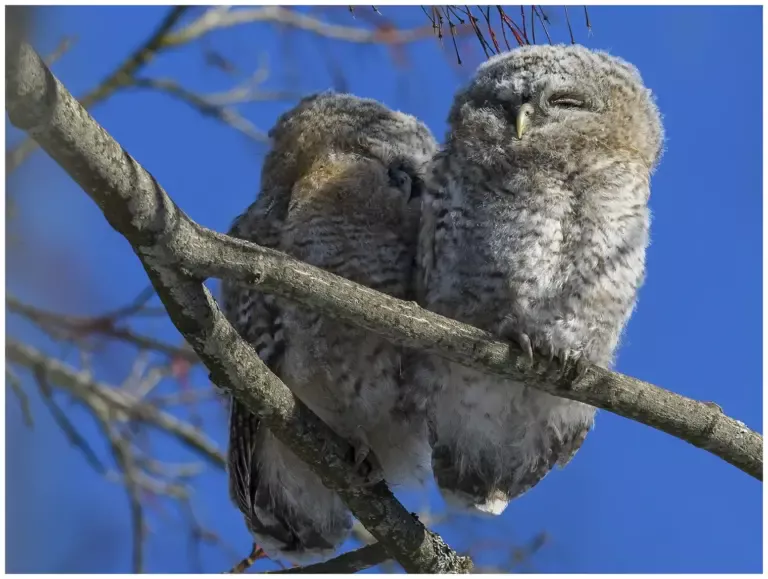 Kattuggla - (Tawny Owl) - 2 ungfåglar