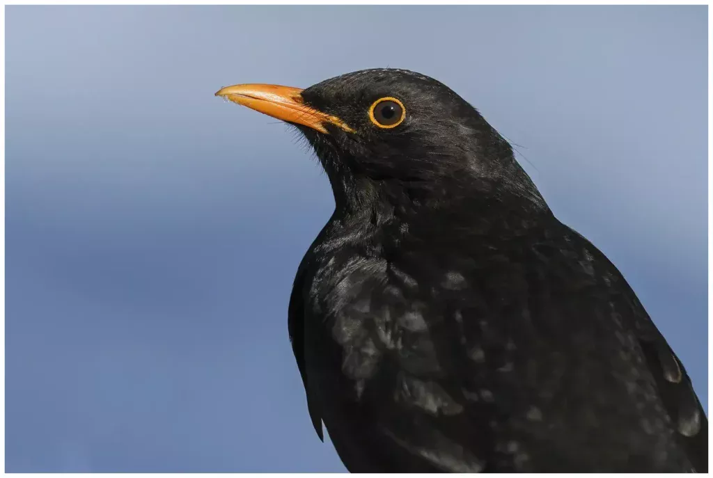 Koltrast - Blackbird - så nära att man ser drygt halva fågeln