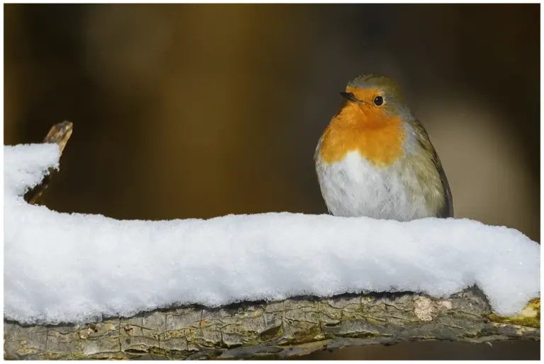 Rödhake - (European Robin) - i vinterlandskap