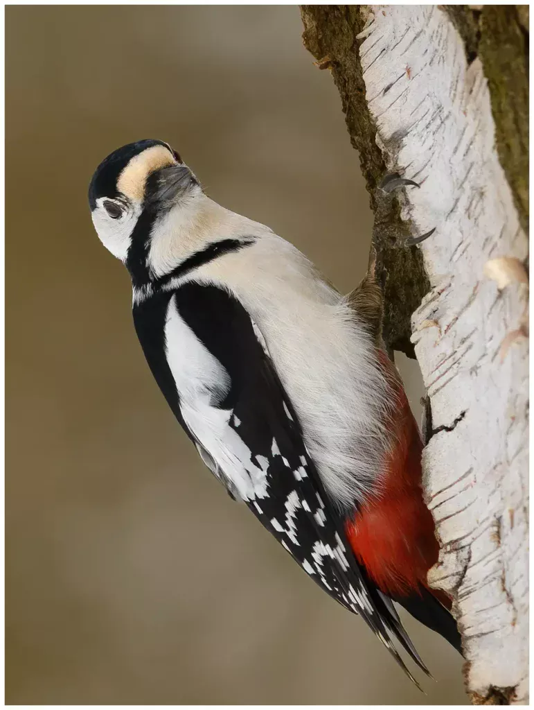 Större Hackspett - (Great Spotted Woodpecker)