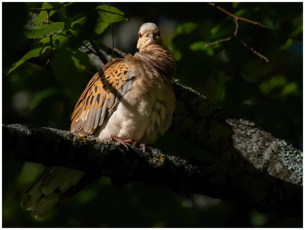 Turturduva - (European Turtle Dove) - sitter på en gren