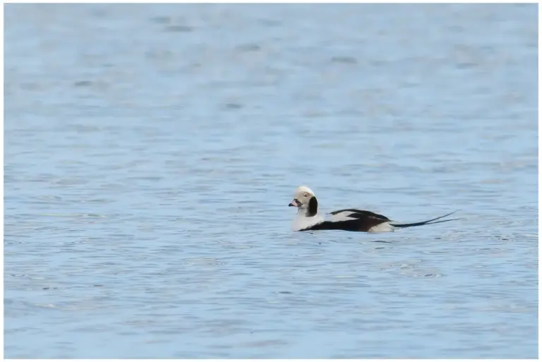 Alfågel - (Long-tailed Duck) - hane