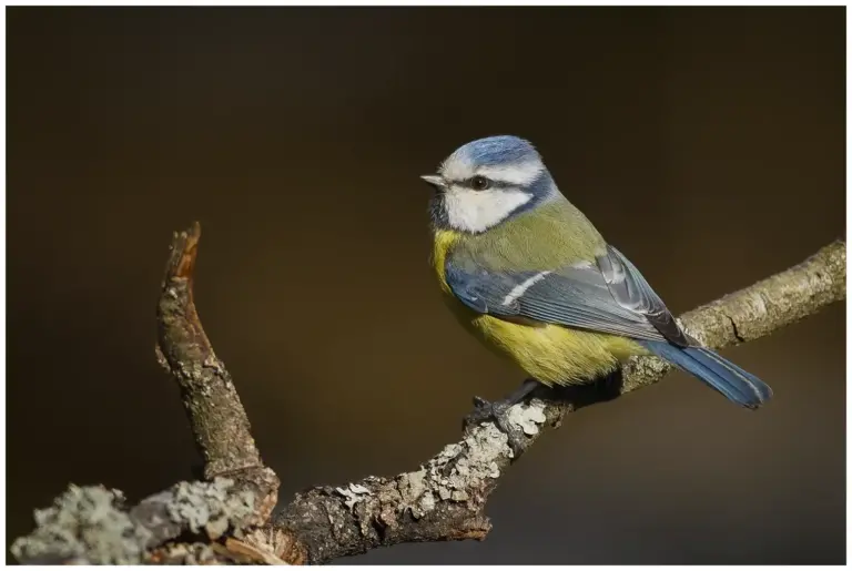 Blåmes - (Blue Tit)