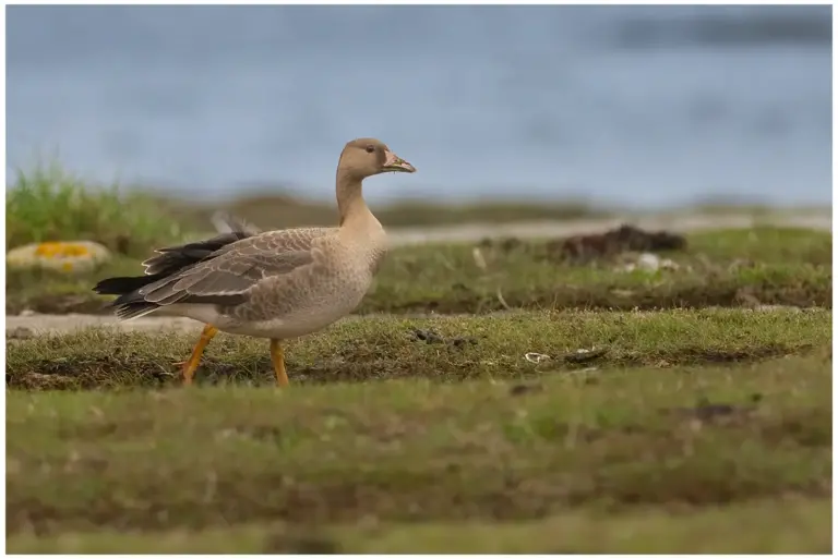 Bläsgås - Greater White-fronted Goose 1k fågel