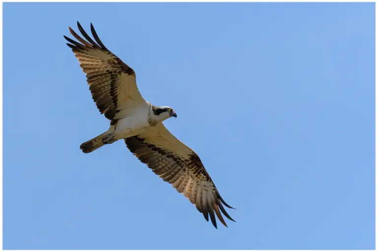 fiskgjuse - (osprey) - flygande