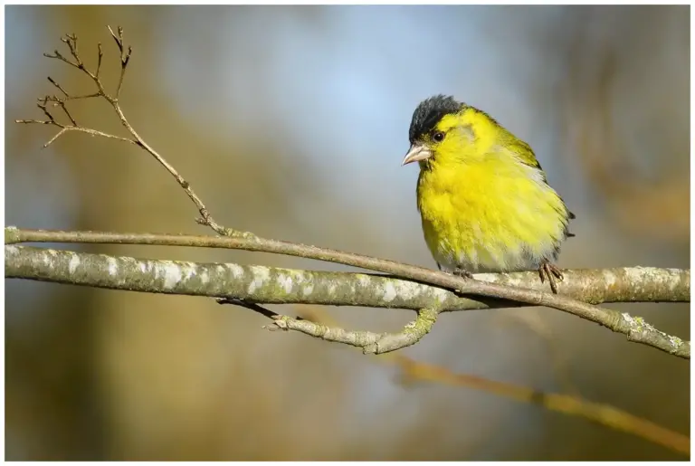 Grönsiska - (Eurasian Siskin) - hanne