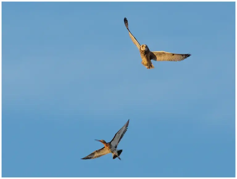 Jorduggla - (Short-eared Owl) - med rödspov i luften