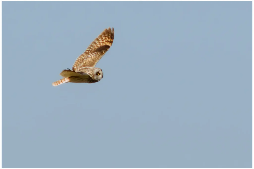 Jorduggla - Short-eared Owl