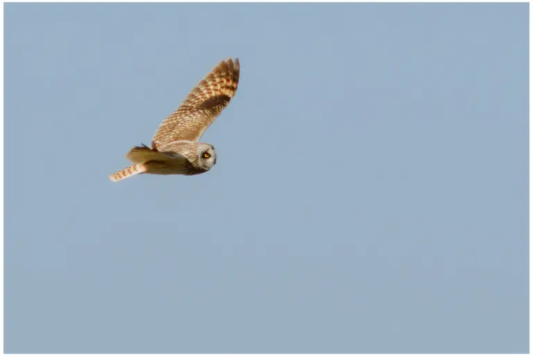 Jorduggla - (Short-eared Owl)